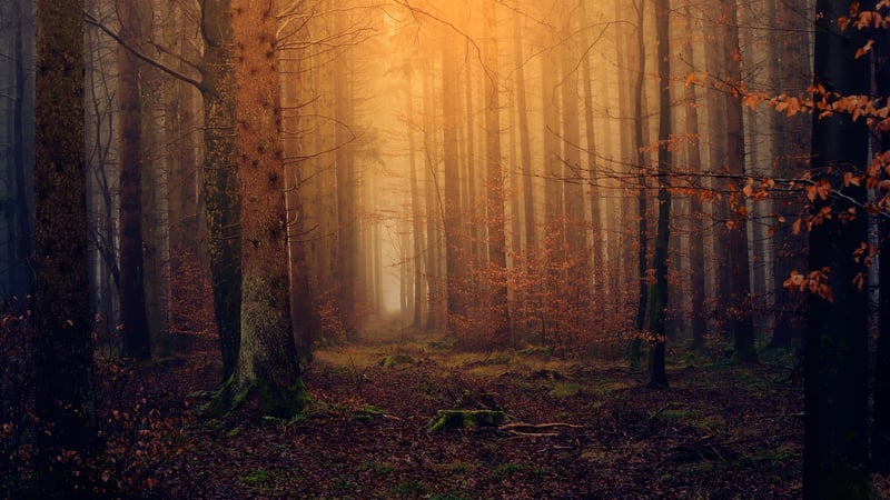 Mystical Woodland Settings