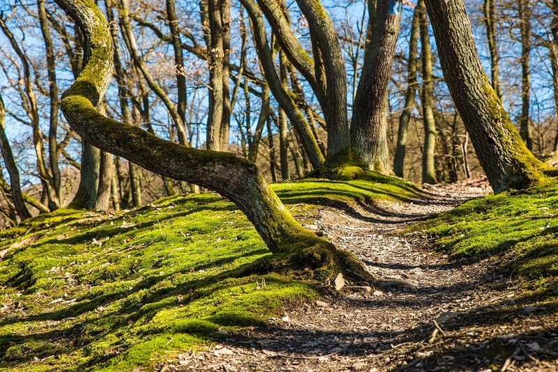 Forest Hiking Trail
